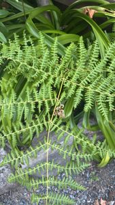 Bracken
