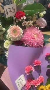 florist's daisy