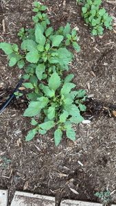 Black Nightshade