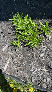 spider plant