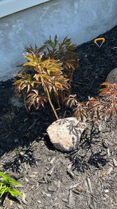 Chinese peony