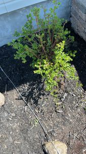 rugosa rose