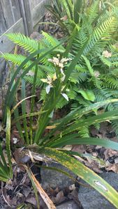 stinking iris