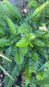 western swordfern