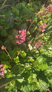 coralbells