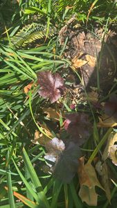 American alumroot