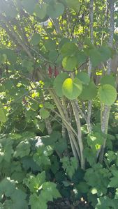 Judas-tree