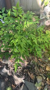 sacred bamboo