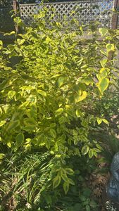 Siberian Dogwood