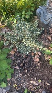 winter creeper