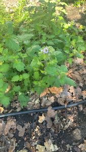 Bolander's phacelia
