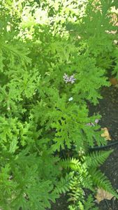 sweet scented geranium