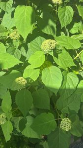 wild hydrangea