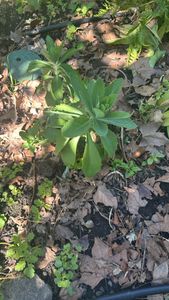 Orpine