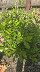 California buckthorn