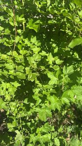 Black Currant