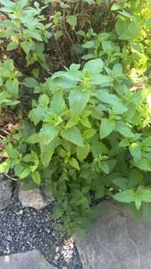 California bee plant