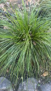 Greater Tussock-sedge