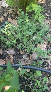Eastern Cat-mint