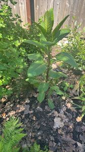 American pokeweed