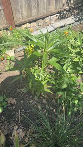 narrow-leaf milkweed
