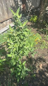 woodbalm