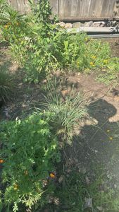 California poppy