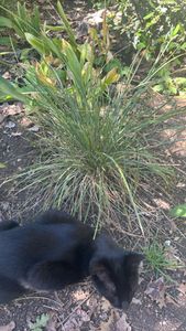 hard fescue