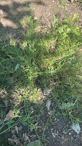 Wort Cress