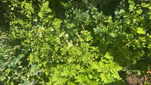 feverfew