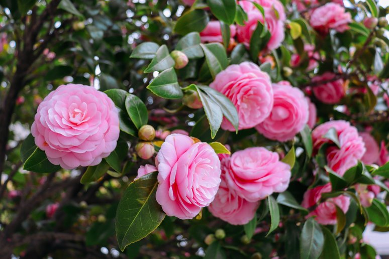 Camellia japonica